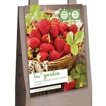 Strawberries - Elsanta - 10 Plants