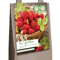Erdbeeren - Elsanta - 10 Pflanzen