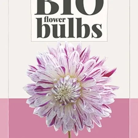 Dahlia Avignon - Buy Organically Grown Flower Bulbs? Garden-Select.com