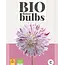 Dahlia Avignon - Buy Organically Grown Flower Bulbs? Garden-Select.com