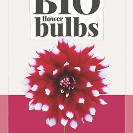 Dahlia Duet - Red / White - Buy Organic Flower Bulbs? Garden-Select.com