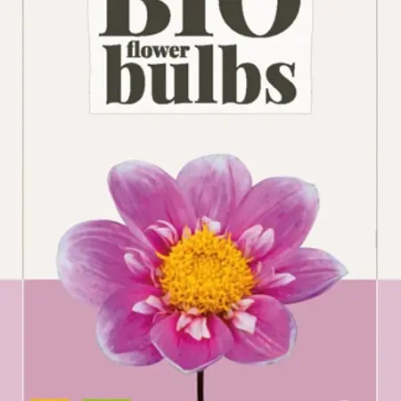Dahlia Heart Ash - Buy Organic Bulbs? Garden-Select.com