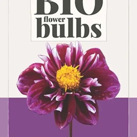 Dahlia Impression Fantastico - Buy Organic Flower Bulbs? Garden-Select.com