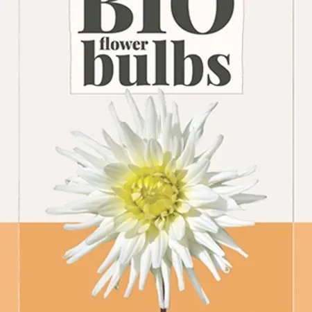 Dahlia My Love - Buy Organic Flower Bulbs? Garden-Select.com