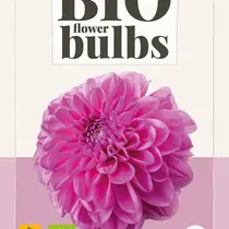Dahlia Pink Pop - Bio - Nieuw - 1 Knol