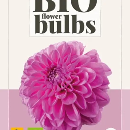 Dahlia Pink Pop - Organic - New - Buy organic summer flowers? Garden Select