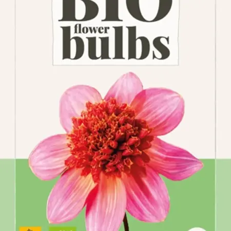 Dahlia Totally Tangerine - Buy Organic Flower Bulbs Online? - Garden-Select.com