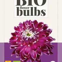 Dahlia Vancouver - Bio - 1 Knol