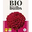 Dahlia Viking - Organic - New - Buy Organic Summer Flowers? Garden-Select.com
