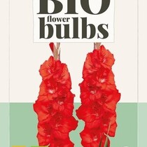 Gladiolen Bunga - Bio - 5 Bollen