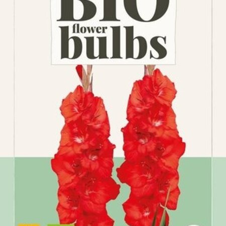 Gladioli Bunga - Buy Organic Summer Flowers? Garden-Select.com