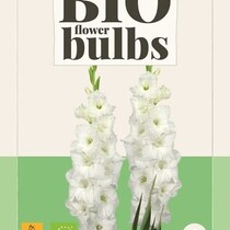 Gladioli Essential - Organic - 5 Bulbs