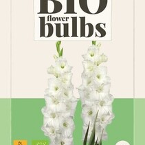 Gladiolen Essential - Bio - 5 Blumenzwiebeln