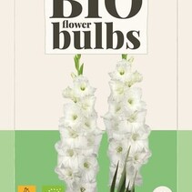 Gladiolen Essential - Bio - 5 Bollen