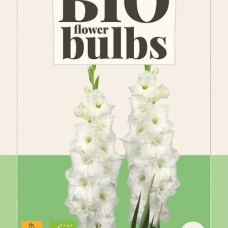 Gladioli Essential - Buy Organic Flower Bulbs Online? Garden-Select.com