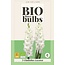 Gladioli Essential - Buy Organic Flower Bulbs Online? Garden-Select.com