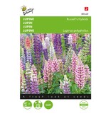 Buzzy Lupine - Russel's Hybrids Gemengd - Vaste Planten zaden Kopen? Garden-Select.com