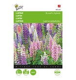 Buzzy Lupine - Russel's Hybrids Mixed - Stauden-Samen kaufen? Garden-Select.de