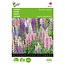Buzzy Lupin - Russel's Hybrids Mixed - Buy Perennial Seeds? Garden-Select.com