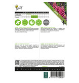 Buzzy Lupin - Russel's Hybrids Mixed - Buy Perennial Seeds? Garden-Select.com