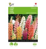 Buzzy Lupine Lage - Minarette - Gemengde Bloemzaden - Garden-Select.com
