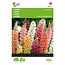 Buzzy Lupin Low - Minarette - Mixed Flower Seeds - Garden-Select.com