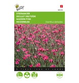 Buzzy Maiden Pinks - Brilliant - Crimson - Buy Perennial Flower Seeds? Garden-Select.com