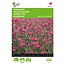 Buzzy Maiden Pinks - Brilliant - Crimson - Buy Perennial Flower Seeds? Garden-Select.com