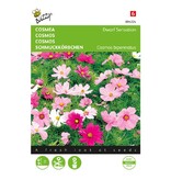 Buzzy Cosmea - Sonata - Potten En Bakken - Eenjarige Bloemzaden Kopen? Garden-Select.com