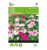 Buzzy Schmuckkörbchen - Sonata - Töpfe und Kübel - Einjährige Blumensamen Kaufen?