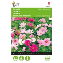 Cosmea - Sonata