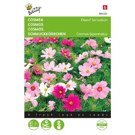 Buzzy Cosmos - Sonata - Pots And Tubs - Buy Annual Flower Seeds? Garden-Select.com