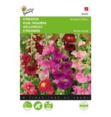 Buzzy Stockmalve - Antwerpener Sterne - Mehrjährige Blumensamen kaufen? Garden-Select.de