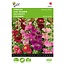 Buzzy Hollyhocks - Antwerp Stars - Buy Perennial Flower Seeds? Garden-Select.com