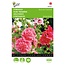 Buzzy Hollyhock - Summer Carnival - Buy Annual Flower Seeds? - Garden-Select.com