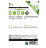 Buzzy Viool - Mont Blanc - Blanke Reuzen - Tweejarige Bloemzaden Kopen? Garden Select