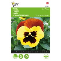 Pansy - Red Wing