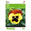 Buzzy Pansy - Red Wing - Buy Large-flowered - Swiss Giant Violets? Garden-Select.com