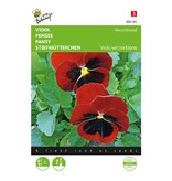 Buzzy Pansy - Evening Red - Buy Biennial Flower Seeds? Garden-Select.com