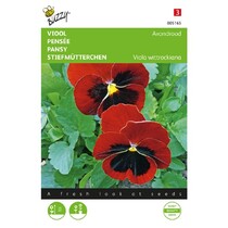 Pansy - Evening Red