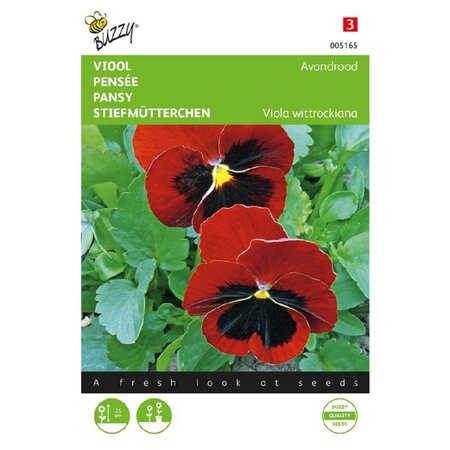 Buzzy Pansy - Evening Red - Buy Biennial Flower Seeds? Garden-Select.com