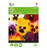 Buzzy Pansy - Trimardeau - Mixed Viola Flower Seeds Buy? Garden-Select.com