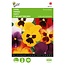 Buzzy Pansy - Trimardeau - Mixed Viola Flower Seeds Buy? Garden-Select.com