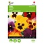 Buzzy Viool - Trimardeau - Gemengde Viola Bloemzaden Kopen? Garden-Select.com