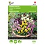 Buzzy Viola - Bambini - Buy Flower Seeds Online? Garden-Select.com