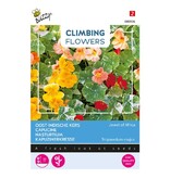 Buzzy Nasturtium - Jewel Of Africa - Climbing Plant - Buy Annual Flower Seeds?