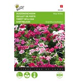 Buzzy Sweet William - Wee Willie - Primal Strong Bedding Plant - Buy Annual Flower Seeds?