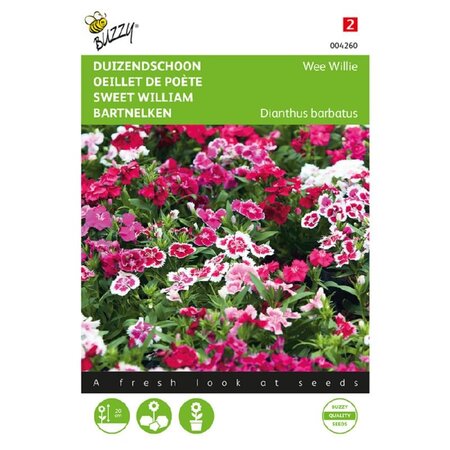 Buzzy Sweet William - Wee Willie - Primal Strong Bedding Plant - Buy Annual Flower Seeds?