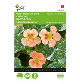Buzzy Nasturtium - Alaska TT Salmon - Border / Bedding plant - Garden Select.com