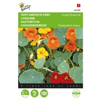 Nasturtium - Single Flowered